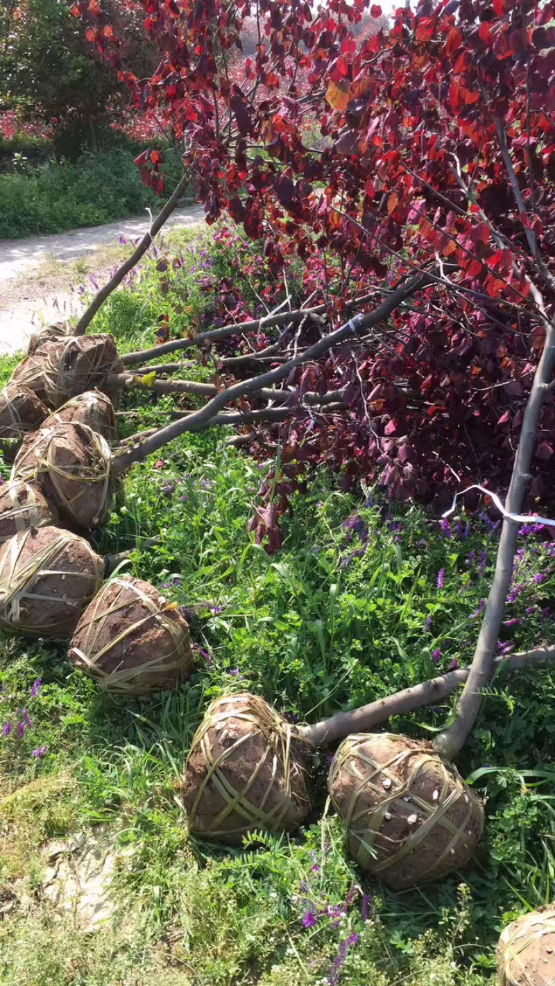 紫荆花树、加拿大紫荆加拿大红叶紫荆