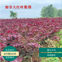 紫荆花树、加拿大紫荆加拿大红叶紫荆