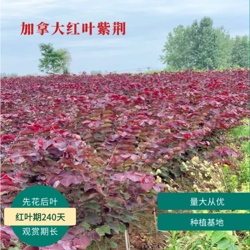紫荆花树、加拿大紫荆加拿大红叶紫荆