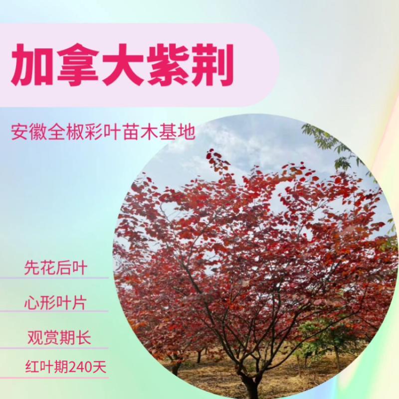 紫荆花树、加拿大紫荆加拿大红叶紫荆