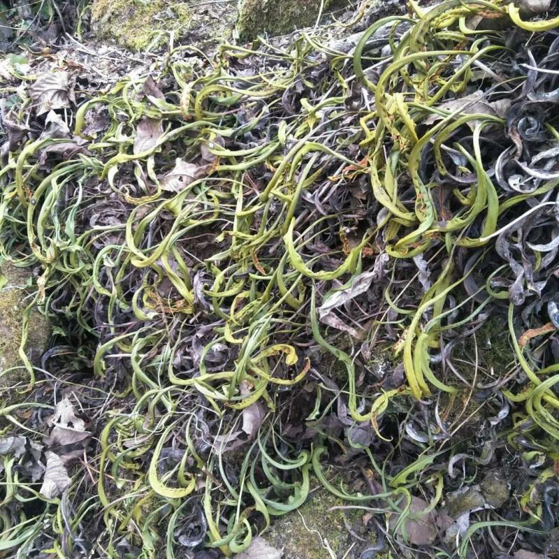 化石草中药材要的提前预定现采