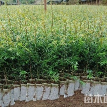 南方红豆杉杯苗(H50一80一1米一1.2米高)