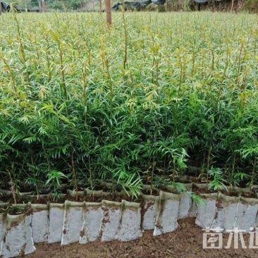 南方红豆杉杯苗(H50一80一1米一1.2米高)