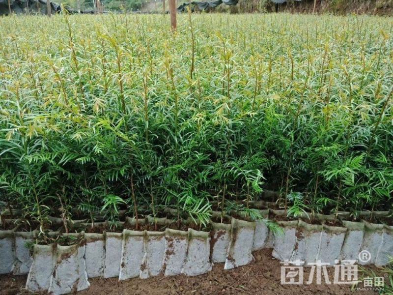 南方红豆杉杯苗(H50一80一1米一1.2米高)