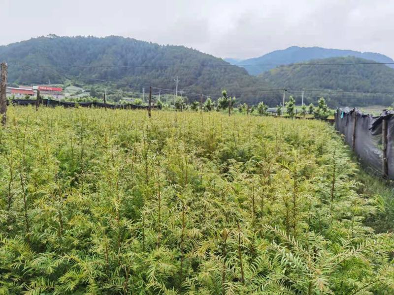 南方红豆杉杯苗(H50一80一1米一1.2米高)
