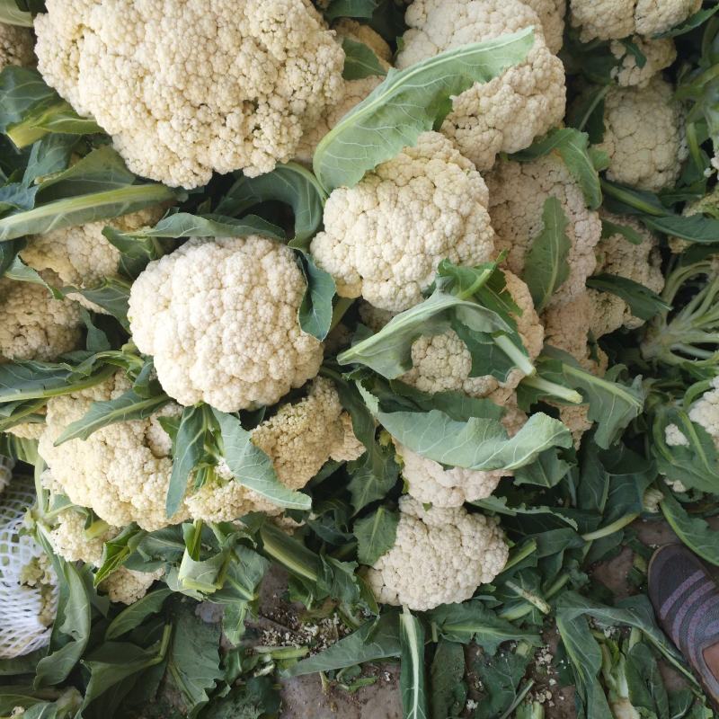 青梗散花大量上市单个重量一斤半到二斤。