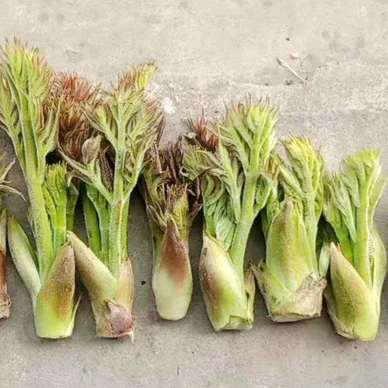 原生态的刺老芽，山上野生的刺老芽，新鲜发货