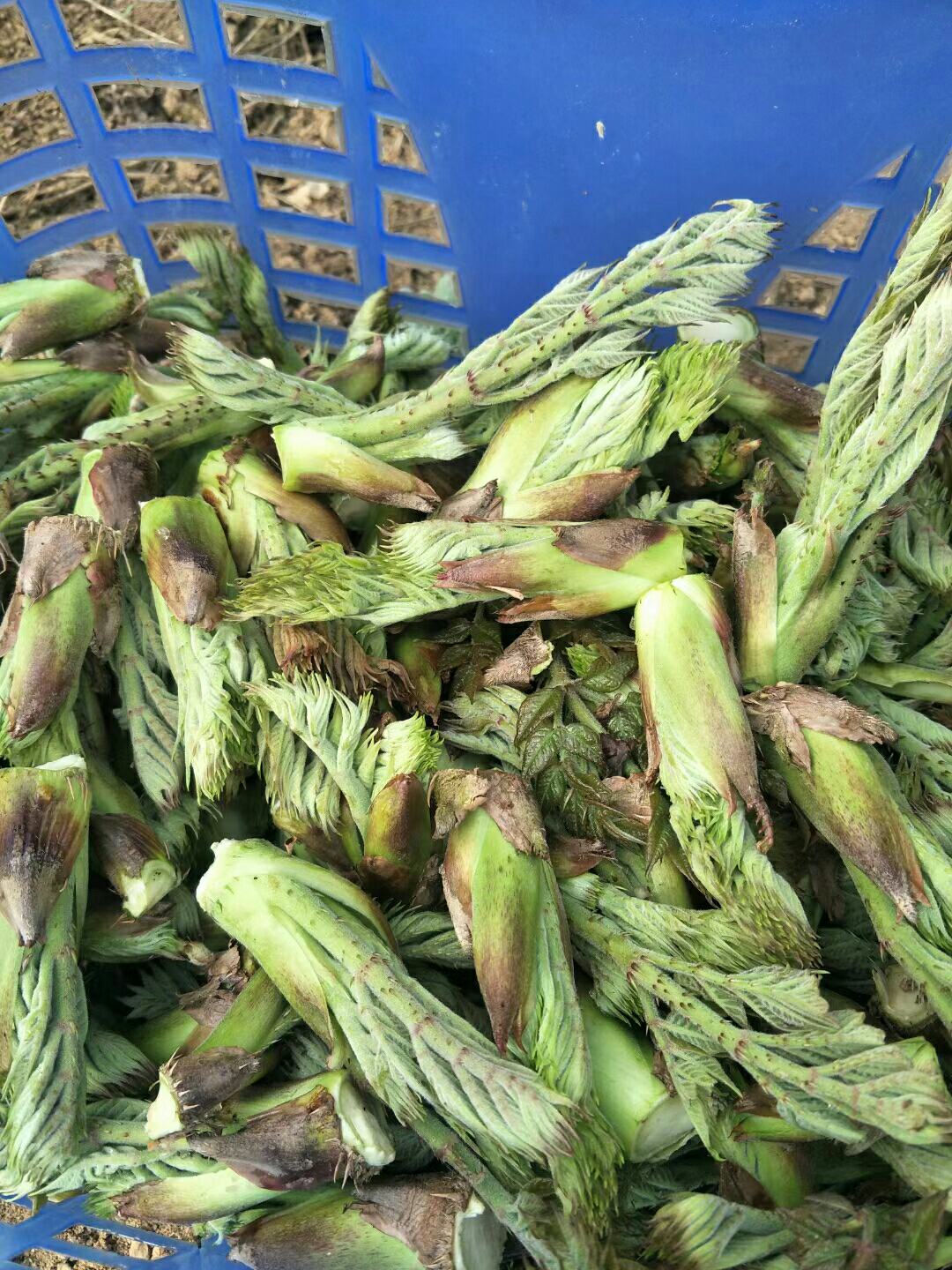 原生态的刺老芽山上野生的刺老芽新鲜发货