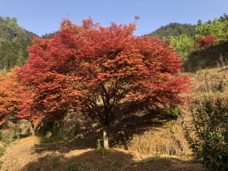 各种红枫，大小规格，品种齐全....