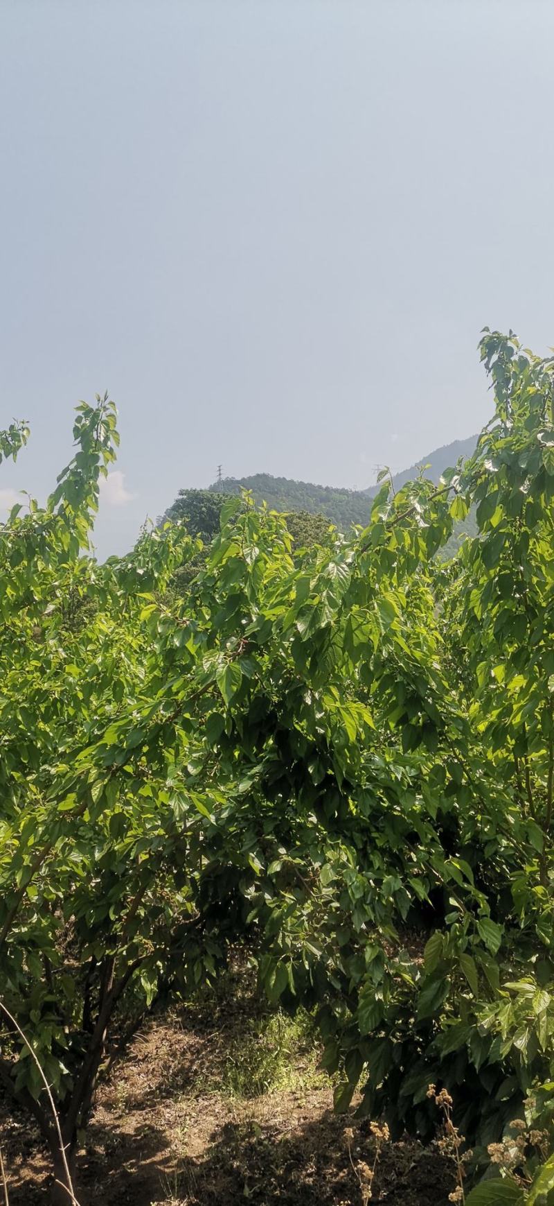 【大凉山德昌】桑椹大量上市了，农家肥，欢迎有实力老板