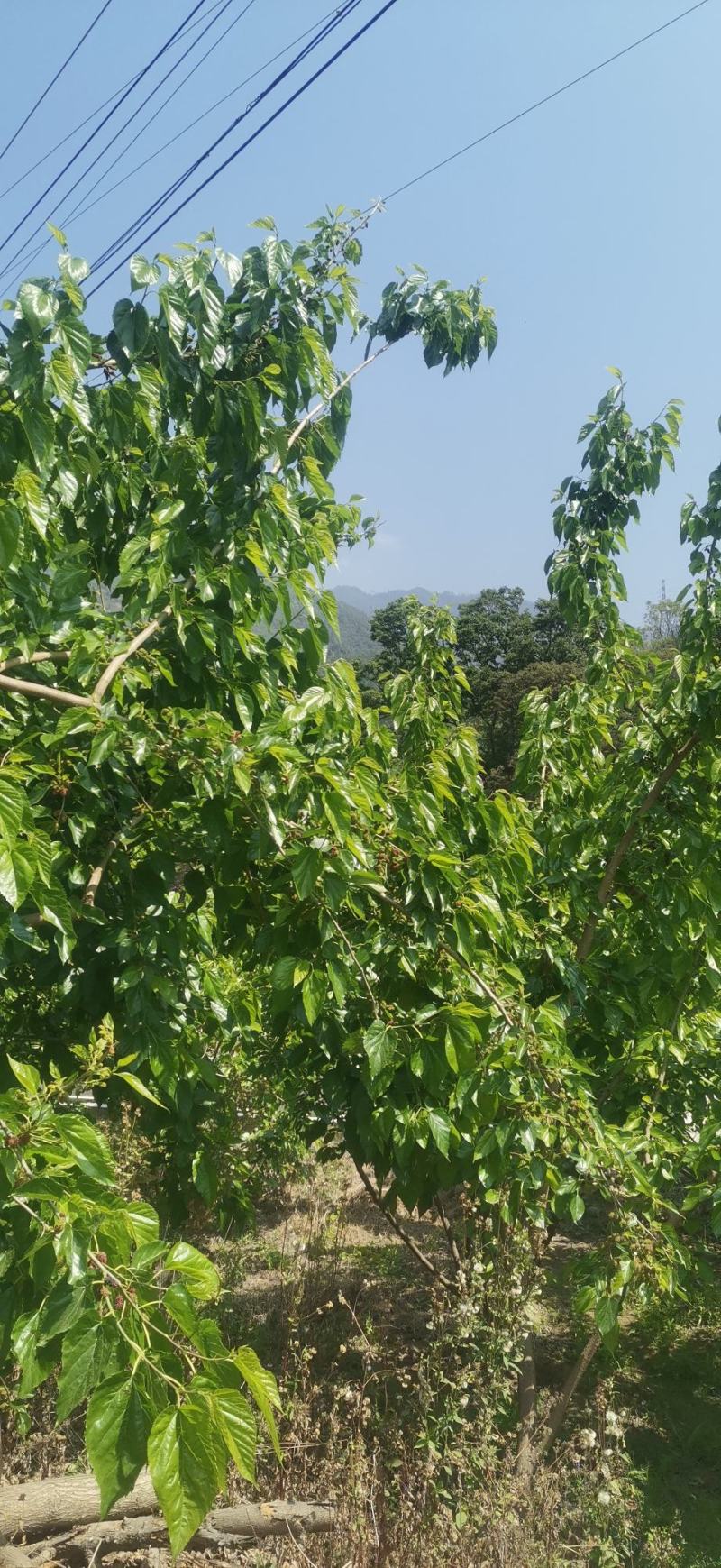 【大凉山德昌】桑椹大量上市了，农家肥，欢迎有实力老板