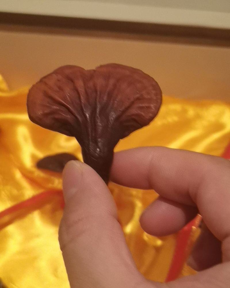 长白山野生灵芝，礼盒款！大量现货极速发货！产地直销量大优