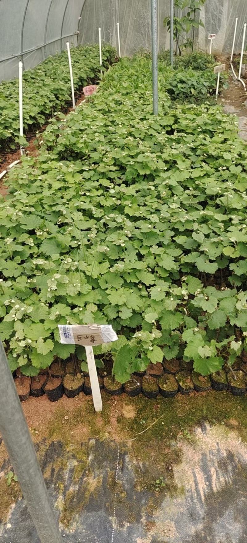 巨峰葡萄苗草莓香味的葡萄甜甜的好吃营养杯苗，包正品苗