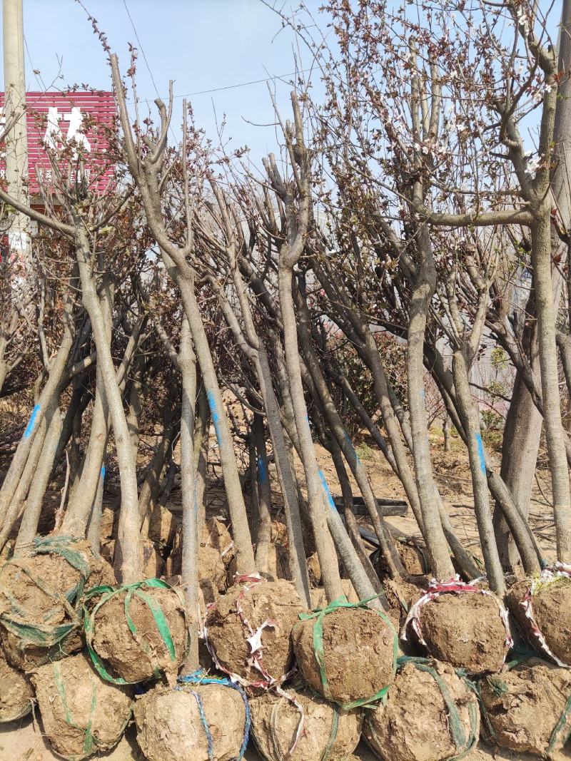 江苏紫叶李，紫叶李工程苗一首货源上车批发价格