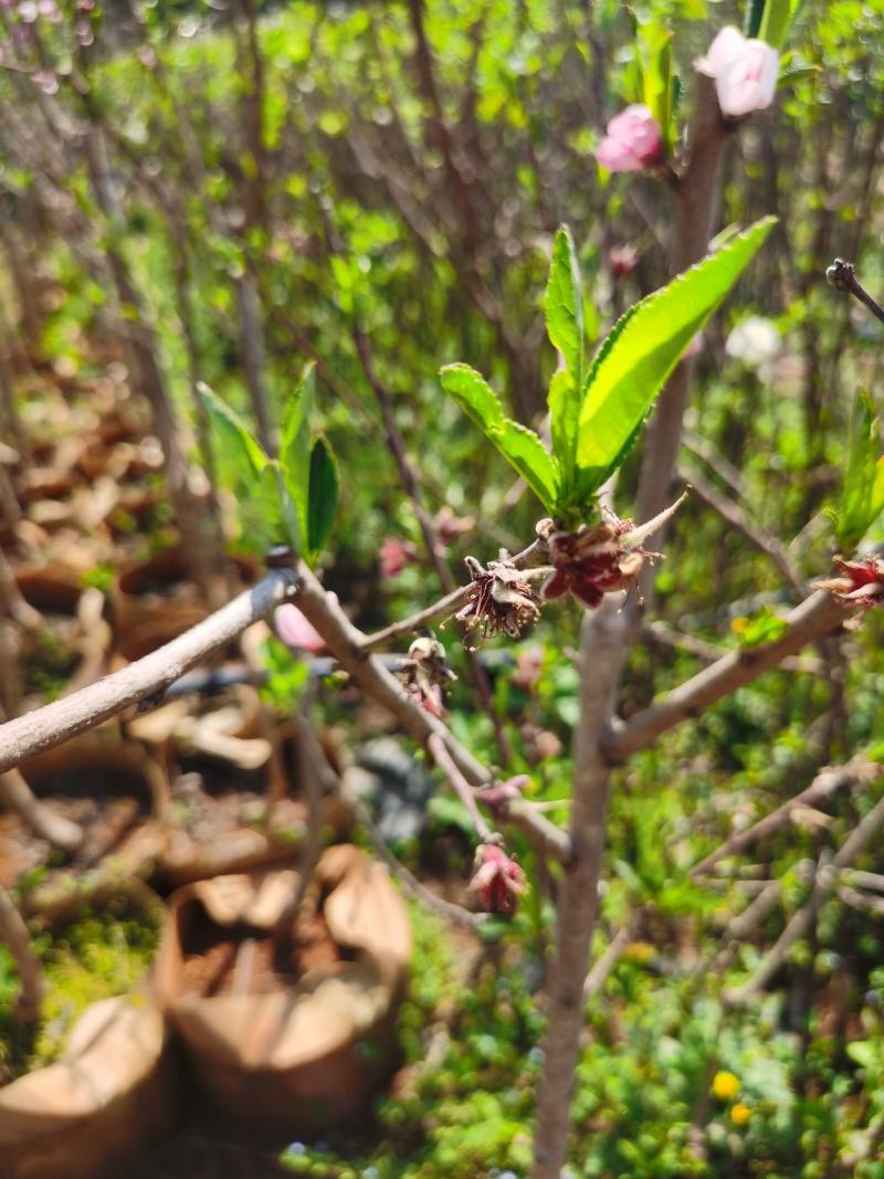 桃树苗红宝石桃苗木鲜活枝樊叶茂