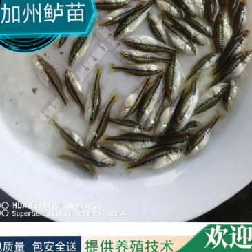 优鲈3鱼苗包质、包量、包安全送达提供养殖交流