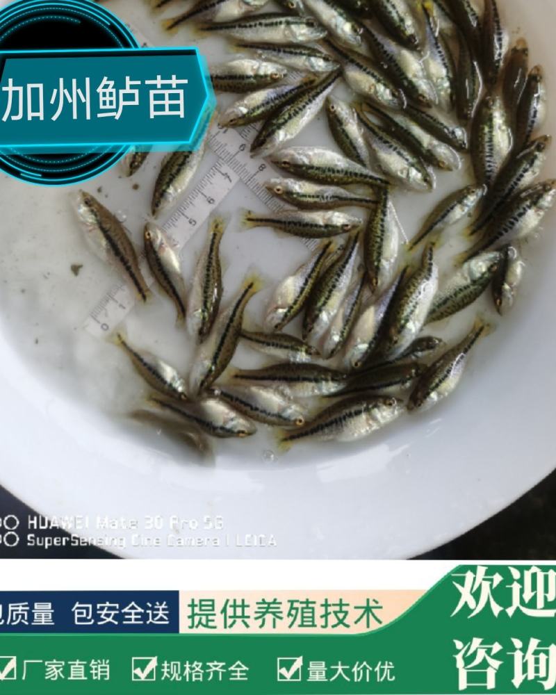 优鲈3鱼苗包质、包量、包安全送达提供养殖交流