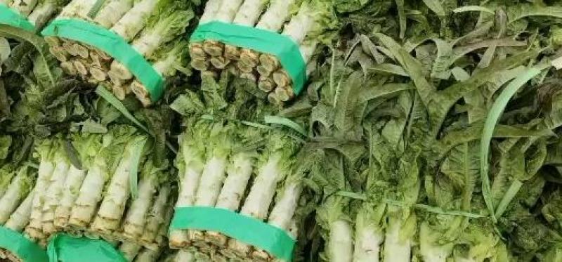 本地露天红尖叶莴笋大量上市啦！！！需要的老板欢迎下单！