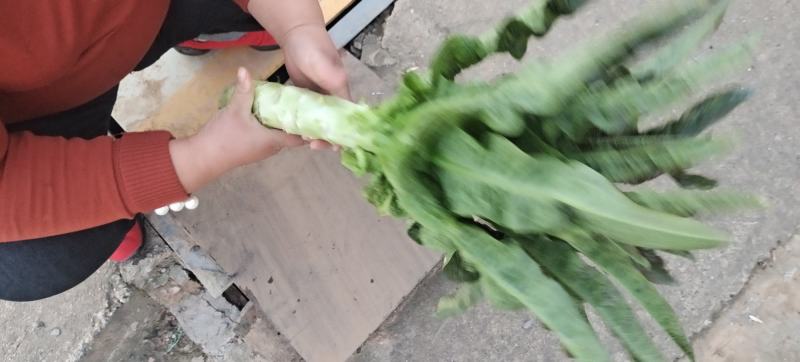 本地露天红尖叶莴笋大量上市啦！！！需要的老板欢迎下单！