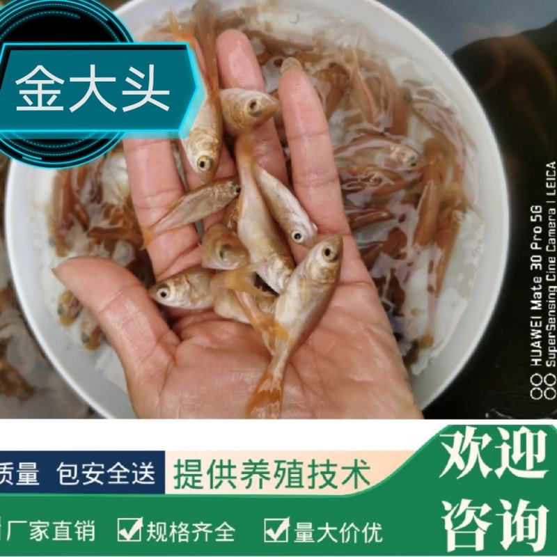 金大头效益好容易养，包量包质包送货，提供养殖技术