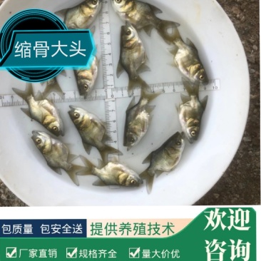 缩骨大头苗、仙骨苗一级苗，身型靓、花身个头大