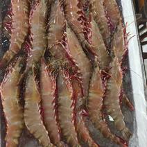 冰鲜冻品全规格大红爪虾60元/斤起