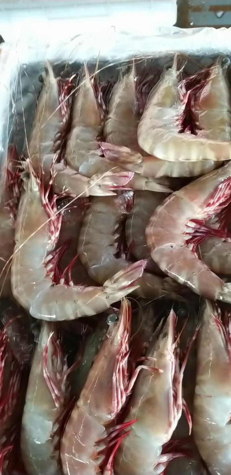 冰鲜冻品全规格大红爪虾60元/斤起