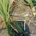 云南文山草牙象牙菜野菜特色菜真空包装新鲜