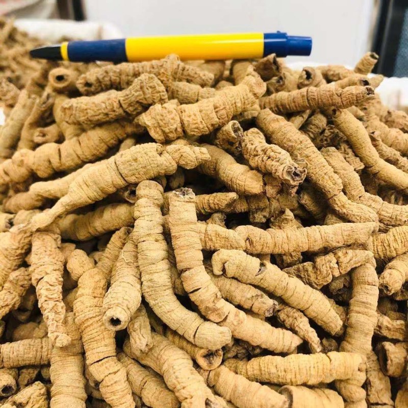 巴戟巴戟天各种规格价廉物美