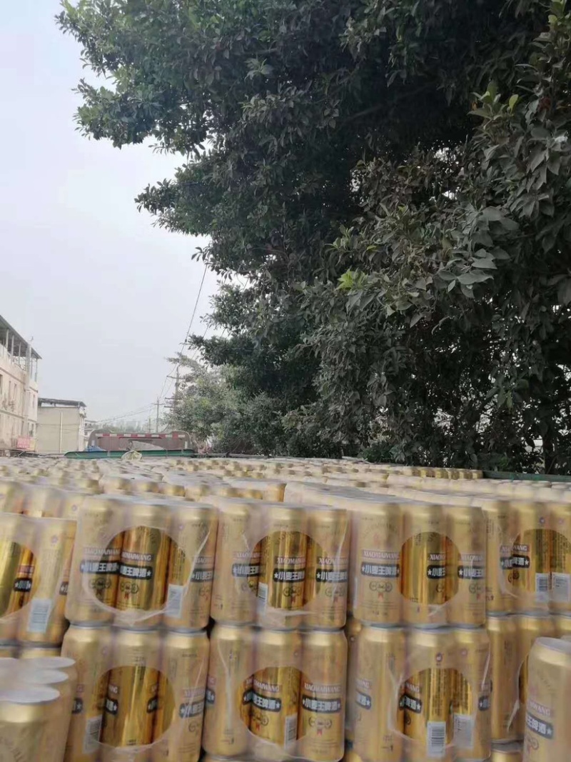 富维纯生风味小麦罐装啤酒500ml江湖地摊夜宵啤酒