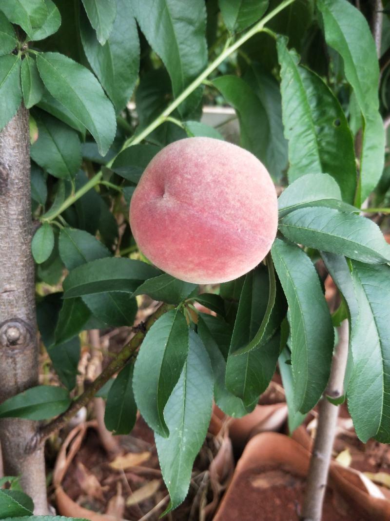 桃树苗红宝石桃苗木鲜活枝樊叶茂