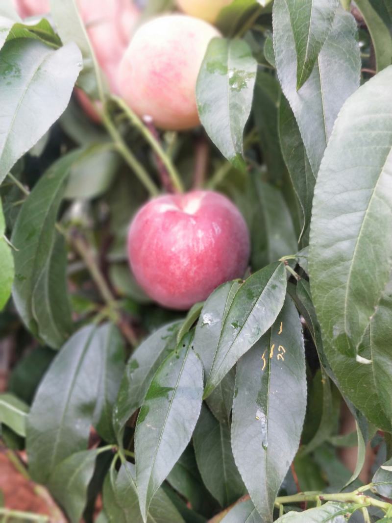 桃树苗红宝石桃苗木鲜活枝樊叶茂