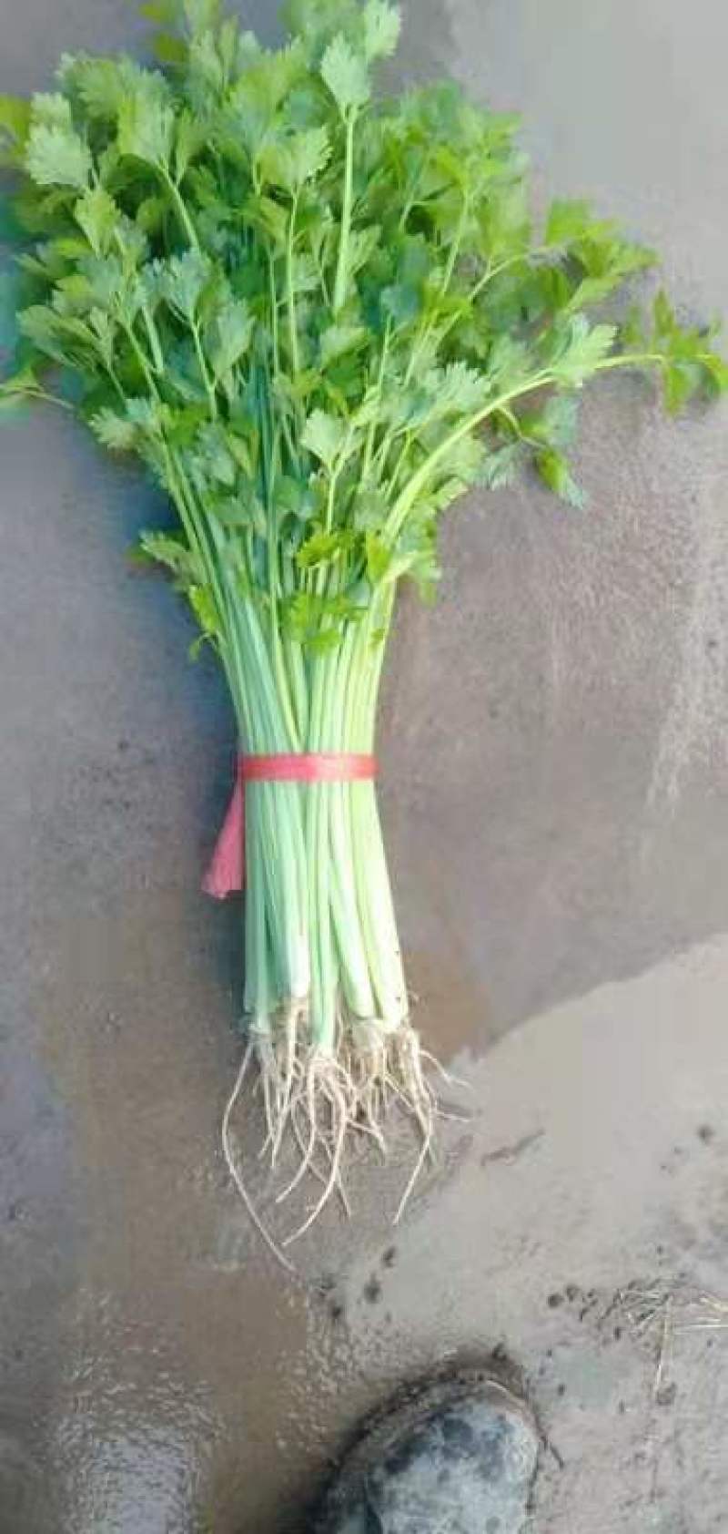 大棚香芹，鲜绿，2021年上市，地头装车