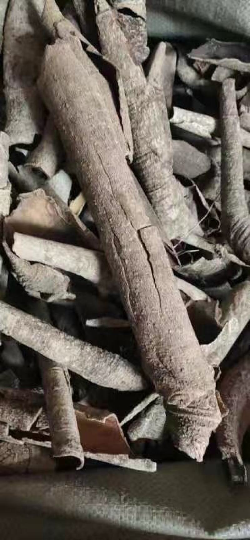 广西榕胆木皮救必应薄皮新货，货源充足全国发货