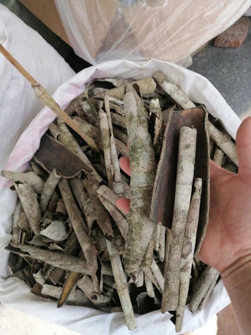 广西榕胆木皮救必应薄皮新货，货源充足全国发货