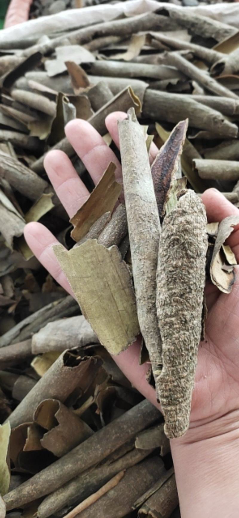广西榕胆木皮救必应薄皮新货，货源充足全国发货