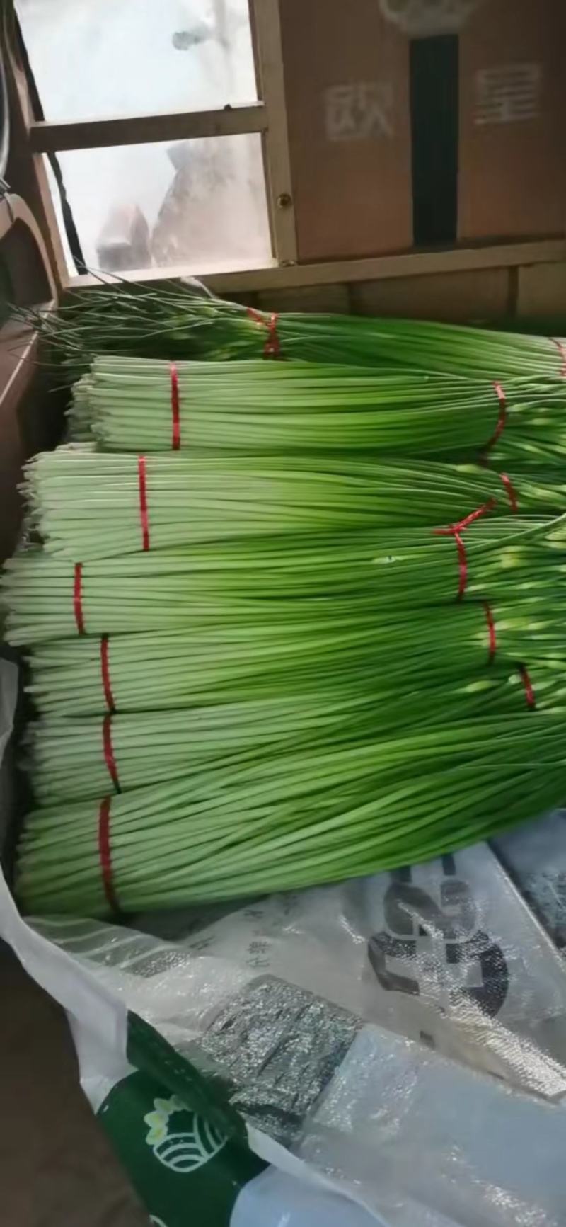 蒜薹精品50~60cm