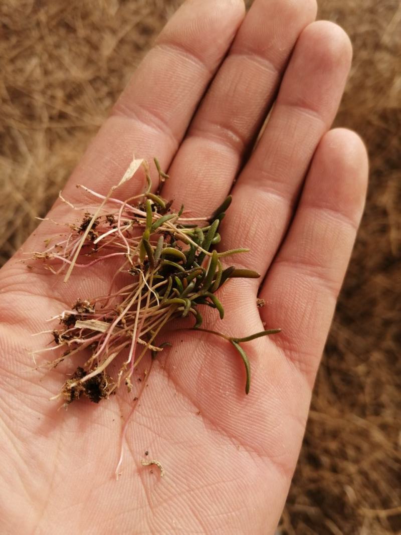 #黄须菜，碱蓬草，东营市特产，黄须菜，碱蓬菜，黄席菜。