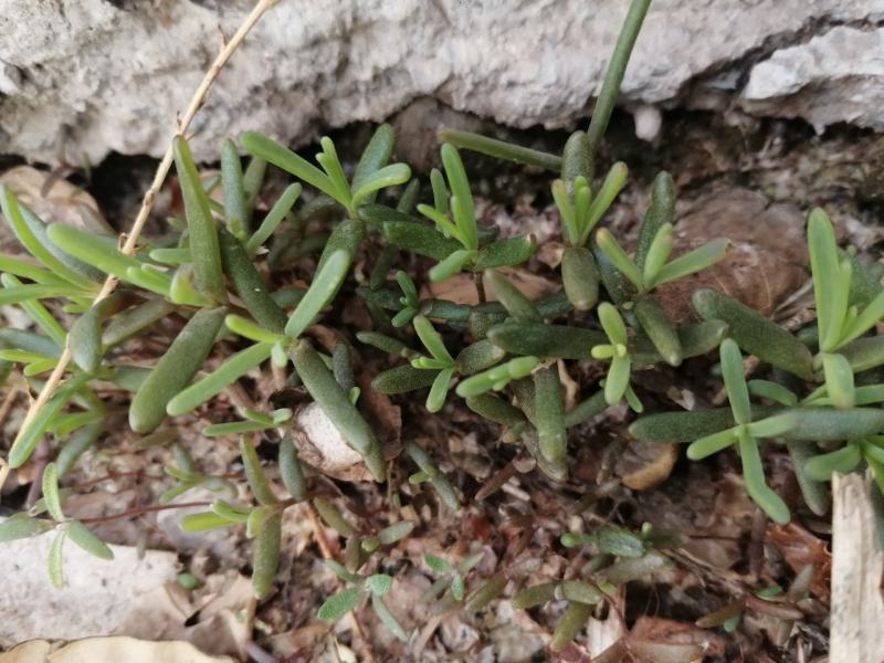 #黄须菜，碱蓬草，黄席菜，碱蓬菜东营特产