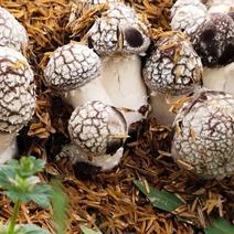 大球盖菇赤松茸菌种栽培种对接收购商