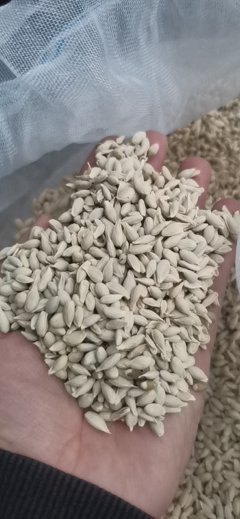 土柠檬苗小叶柠檬苗红芽柠檬苗柠檬直实苗