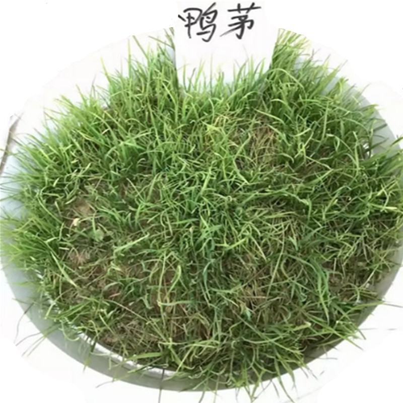 耐阴草(鸭茅)别名果园草、林下草，有鸭茅种子大