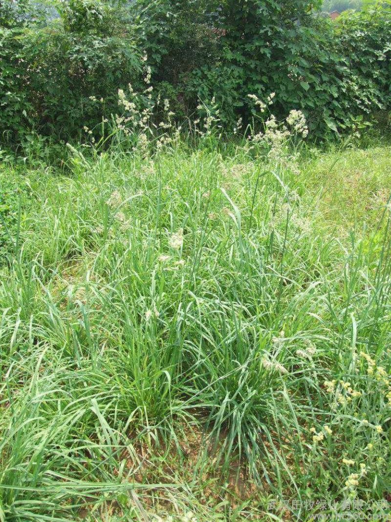 耐阴草(鸭茅)别名果园草、林下草，有鸭茅种子大