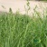 耐阴草(鸭茅)别名果园草、林下草，有鸭茅种子大
