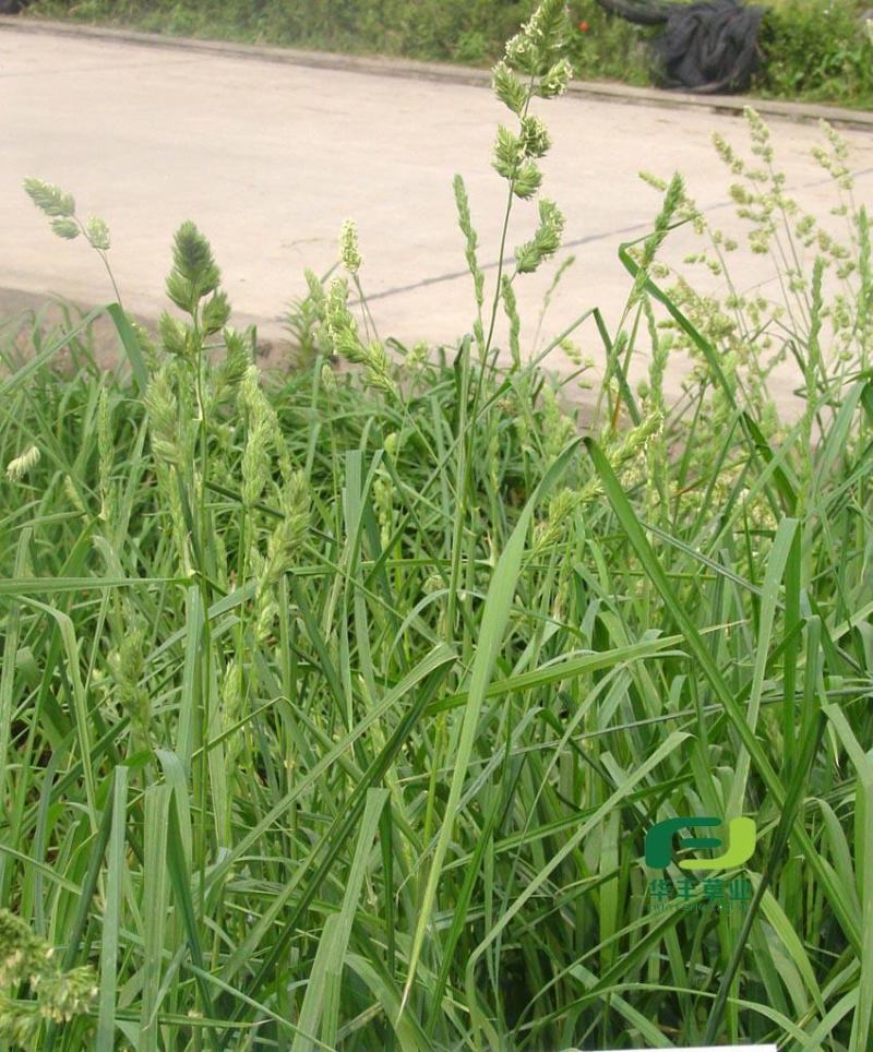 耐阴草(鸭茅)别名果园草、林下草，有鸭茅种子大