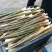 广西瑶山新鲜带壳野生小竹笋，脆甜爽嫩有清香味，当天采摘