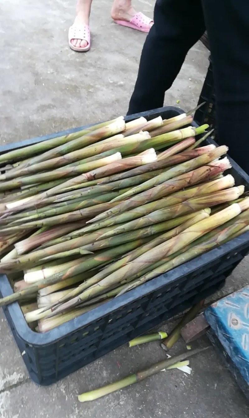 广西瑶山新鲜带壳野生小竹笋，脆甜爽嫩有清香味，当天采摘