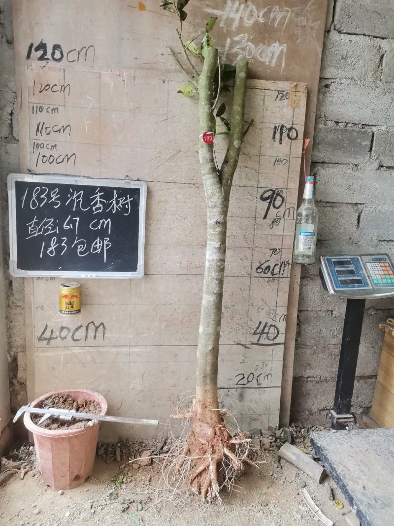 沉香树下山桩沉香树