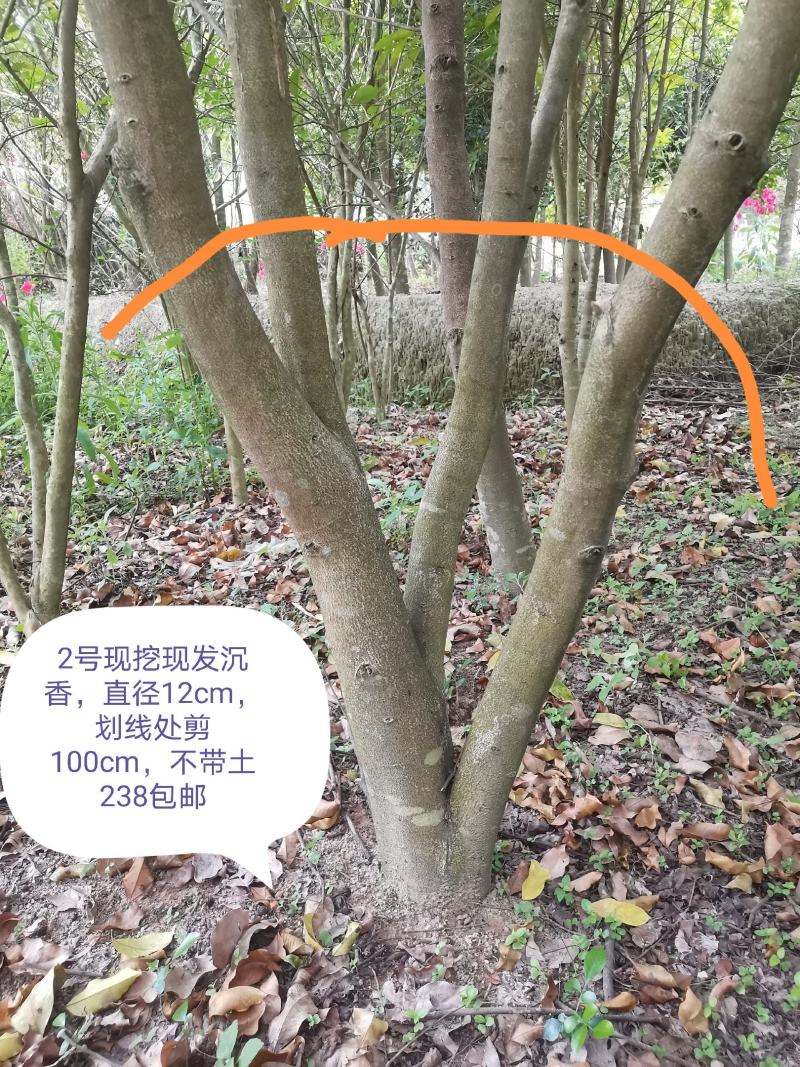 沉香树下山桩沉香树