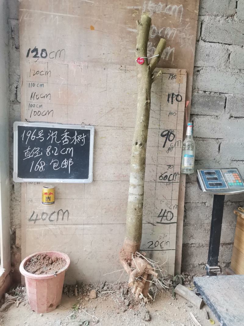 沉香树下山桩沉香树